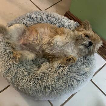Oscar -  Shih Tzu and Mixed Breed Dog for Adoption in Middletown, New York - Oscar | PetCurious