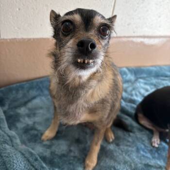 Rescue Chihuahua Dogs for Adoption in Reno, Nevada - Precious | PetCurious