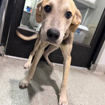 Egg -  Shepherd and Labrador Retriever Dog for Adoption in Tampa, Florida - Egg | PetCurious