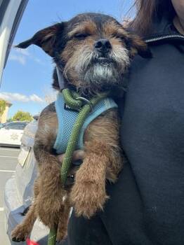 Border Terrier and Mixed Breed Dogs Available for Adoption in Salinas, California - CHEWBACCA | PetCurious