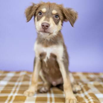 George -  Mixed Breed Dog for Adoption in Portland, Oregon - George | PetCurious