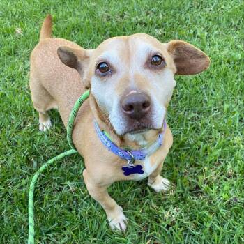 Rescue Chihuahua and Dachshund Dogs for Adoption in Newport Beach, California - Rosie | PetCurious