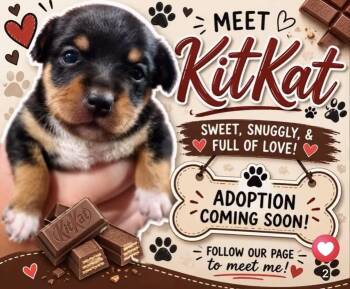 KitKat -  Chihuahua and Rat Terrier Dog for Adoption - KitKat | PetCurious
