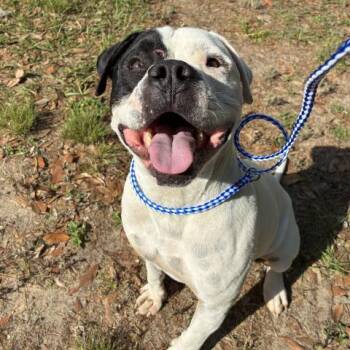 American Staffordshire Terrier Dogs Available for Adoption in Pensacola, Florida - BANDIT | PetCurious