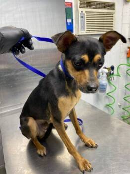 *SESAME -  Miniature Pinscher Dog for Adoption in Woodland, California - *SESAME | PetCurious