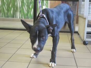 Rescue Black Mouth Cur Dogs for Adoption in Ocala, Florida - BARKLEY | PetCurious