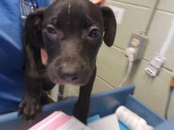 LEGGO -  Pit Bull Terrier and Mixed Breed Dog for Adoption in Tulsa, Oklahoma - LEGGO | PetCurious