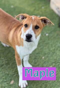 Rescue Australian Cattle Dog Blue Heeler and Labrador Retriever Dogs for Adoption in Southlake, Texas - Maple | PetCurious