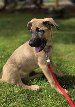 Thelma -  Shepherd Dog for Adoption in Wayne, New Jersey - Thelma | PetCurious