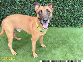 LOKI -  Mixed Breed Dog for Adoption in West Palm Beach, Florida - LOKI | PetCurious