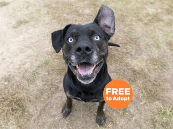 Pit Bull Terrier and Catahoula Leopard Dog Dogs Available for Adoption in Phoenix, Arizona - SADIE | PetCurious