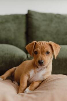 Terrier Dogs Available for Adoption in Mission Viejo, California - Birdie | PetCurious