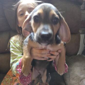 Sebastian -  Beagle and Chihuahua Dog for Adoption in Lynchburg, Virginia - Sebastian | PetCurious