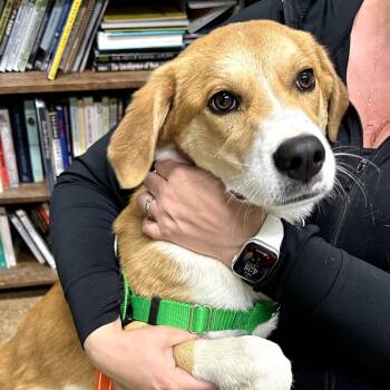 Mixed Breed and Beagle Dogs Available for Adoption in Skokie, Illinois - Waverly | PetCurious