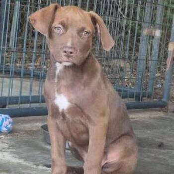 Mac -  Labrador Retriever Dog for Adoption in Dover, Arkansas - Mac | PetCurious
