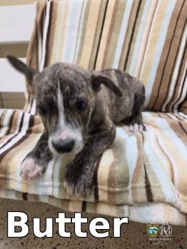 Butter -  Pit Bull Terrier Dog for Adoption in Rocky Mount, North Carolina - Butter | PetCurious