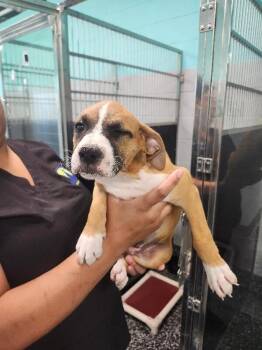 Beyonce -  Boxer and Mixed Breed Dog for Adoption in Jackson, Tennessee - Beyonce | PetCurious