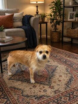 Border Terrier and Mixed Breed Dogs Available for Adoption in Doral, Florida - WAFFLES | PetCurious