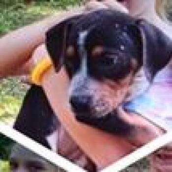 Celtic -  Australian Cattle Dog Blue Heeler and Terrier Dog for Adoption in Clearwater, Florida - Celtic | PetCurious