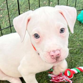 Mae -  Pit Bull Terrier and Mixed Breed Dog for Adoption in Normal, Illinois - Mae | PetCurious