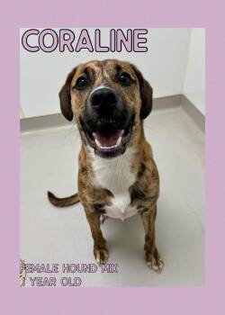 Rescue Hound Dogs for Adoption in Danville, Indiana - Coraline | PetCurious