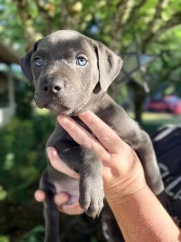 Quarry -  Pit Bull Terrier Dog for Adoption in Beavercreek, Oregon - Quarry | PetCurious