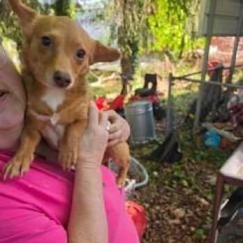 Dachshund Dogs Available for Adoption - Bonnie | PetCurious