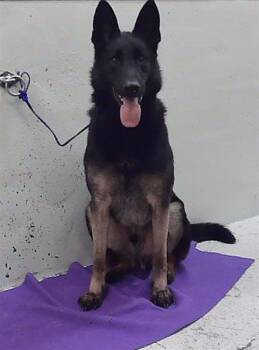 BALOR -  German Shepherd Dog and Akita Dog for Adoption in Houston, Texas - BALOR | PetCurious