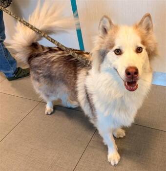WILEY -  Siberian Husky and Mixed Breed Dog for Adoption in Rancho Cucamonga, California - WILEY | PetCurious