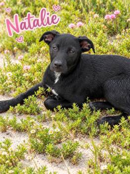 Natalie -  Labrador Retriever Dog for Adoption in Panama City, Florida - Natalie | PetCurious