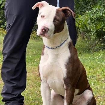 Pit Bull Terrier Dogs Available for Adoption in Memphis, Tennessee - CORNELIUS-30623 | PetCurious