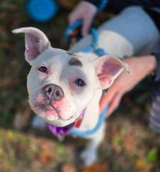 Rescue American Staffordshire Terrier Dogs for Adoption in Warren, Michigan - Raya | PetCurious