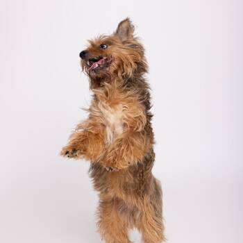 Tommie -  Mixed Breed Dog for Adoption in Leander, Texas - Tommie | PetCurious