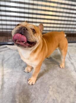 Boba -  French Bulldog Dog for Adoption in Severance, Colorado - Boba | PetCurious