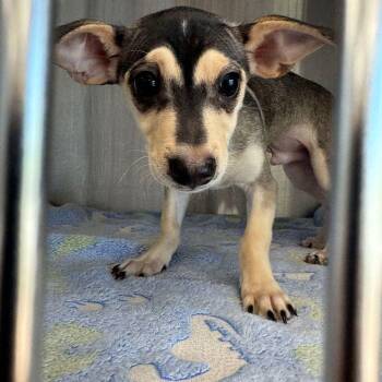 Chihuahua and Dachshund Dogs Available for Adoption in Kingman, Arizona - Dobby | PetCurious