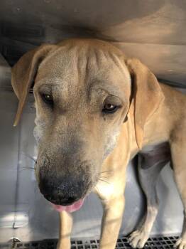 TROMPO -  Mixed Breed Dog for Adoption in Dallas, Texas - TROMPO | PetCurious