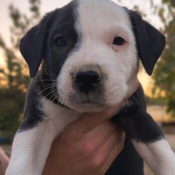 Phantom -  Pit Bull Terrier and Australian Shepherd Dog for Adoption in Avon, Connecticut - Phantom | PetCurious