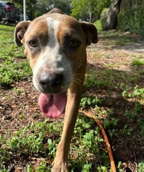 TAYLOR -  American Staffordshire Terrier Dog for Adoption in Fort Lauderdale, Florida - TAYLOR | PetCurious