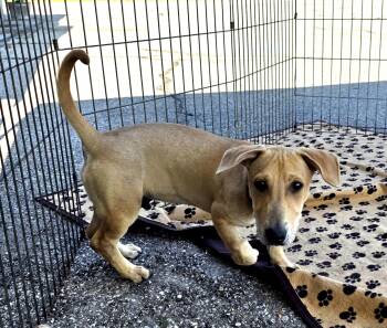 Rescue Dachshund and Basset Hound Dogs for Adoption in Evansville, Wisconsin - JETT | PetCurious