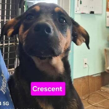 Rescue Foxhound and Beagle Dogs for Adoption in Madill, Oklahoma - Crescent | PetCurious