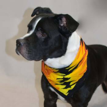Berny -  Terrier Dog for Adoption in Sanford, Florida - Berny | PetCurious