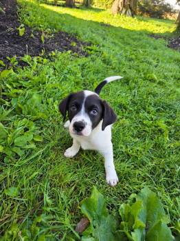 Scoop -  Labrador Retriever and Australian Cattle Dog Blue Heeler Dog for Adoption in New London, Wisconsin - Scoop | PetCurious
