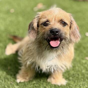 Dachshund and Yorkshire Terrier Dogs Available for Adoption in Hondo, Texas - Kermit | PetCurious
