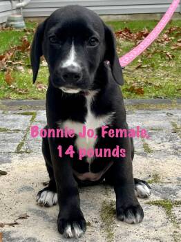 German Shepherd Dog and Labrador Retriever Dogs Available for Adoption - Bonnie Jo  | PetCurious