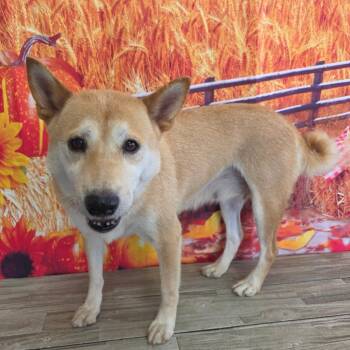 Sakura -  Shiba Inu Dog for Adoption in Normal, Illinois - Sakura | PetCurious
