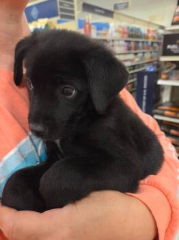 Lisa -  Mixed Breed Dog for Adoption in Mustang, Oklahoma - Lisa | PetCurious