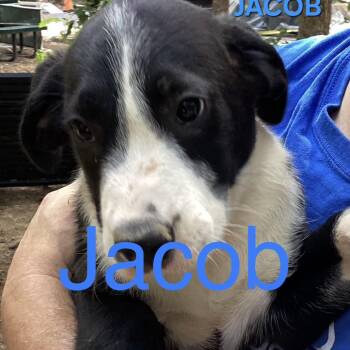 NY Jacob Avail Aug 26 (MTK Hotel Mount Kisco) -  Mixed Breed Dog for Adoption in Stormville, New York - NY Jacob Avail Aug 26 (MTK Hotel Mount Kisco) | PetCurious