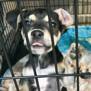 Blueberry Muffin -  Miniature Pinscher and English Bulldog Dog for Adoption in Valdosta, Georgia - Blueberry Muffin | PetCurious