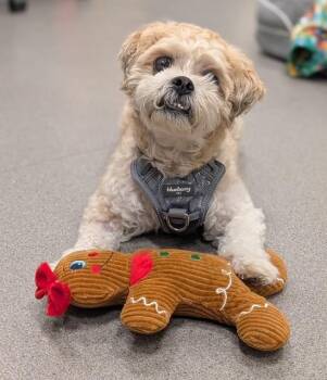 Jake -  Lhasa Apso Dog for Adoption in New Rochelle, New York - Jake | PetCurious