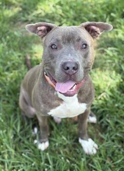 Teen Dream -  Pit Bull Terrier Dog for Adoption in Richmond, Virginia - Teen Dream | PetCurious